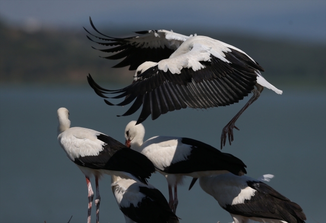 Bursa'nın 'Leylek Gölü' bu sezon binlerce ziyaretçi ağırladı
